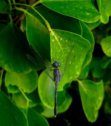 A close-up of a dragonfly perched on vibrant green leaves with visible droplets of water. The dragonfly's slender body and large eyes are prominent, with its delicate wings partially open.