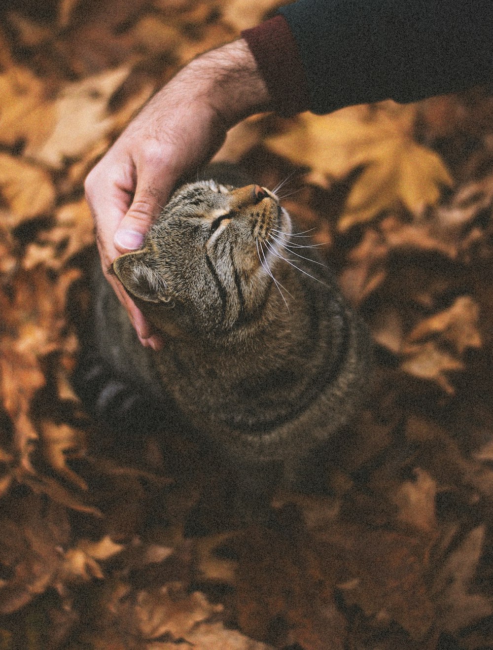 brown tabby cat on persons hand