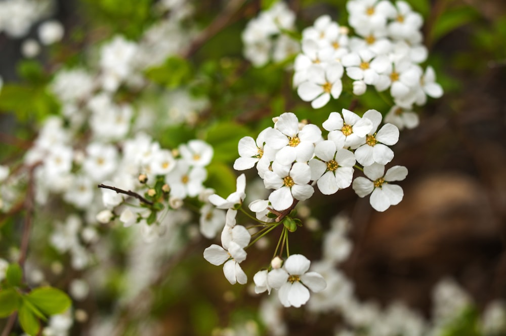 white flowers in tilt shift lens