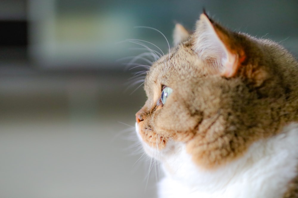 gray and white cat looking up