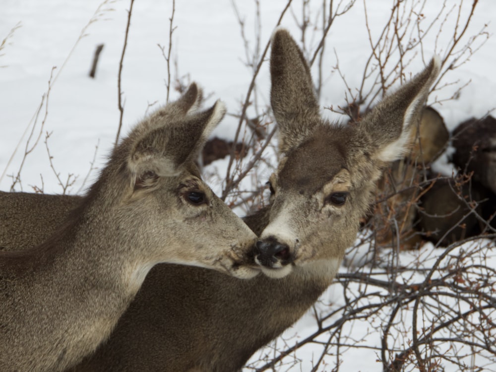 brown deer standing on snow covered ground during daytime