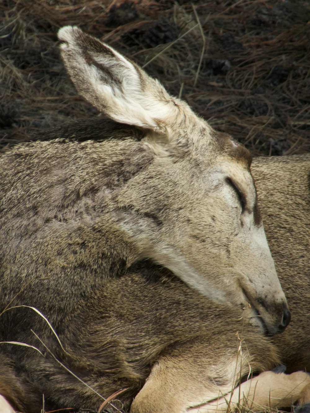 brown and white animal lying on brown grass