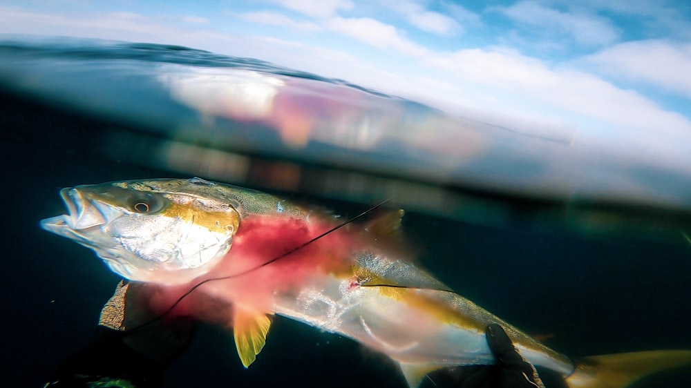 poissons blancs et oranges dans l’eau