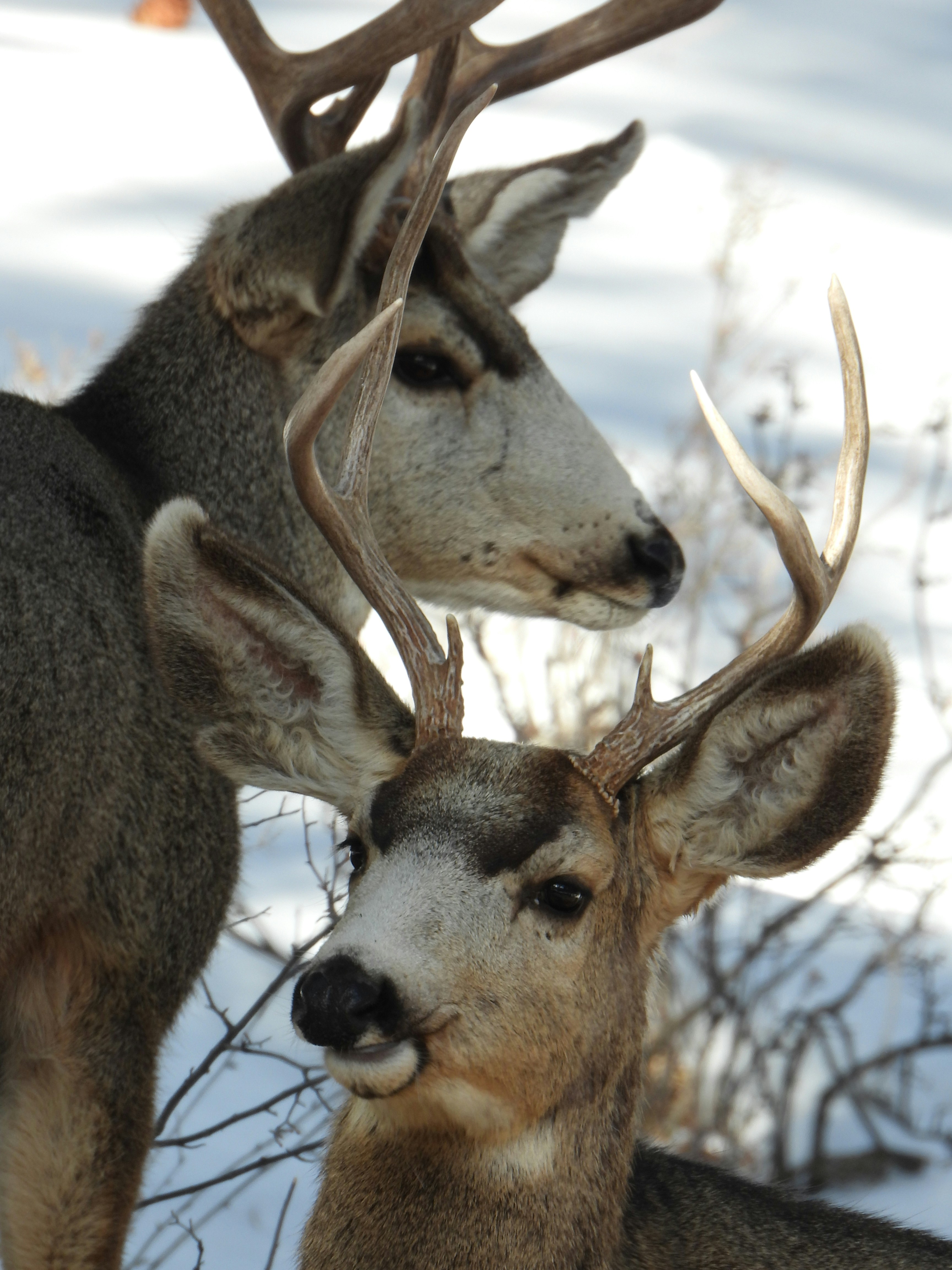 A pair of mule deer bucks hanging out on a snowy day in Colorado foothills