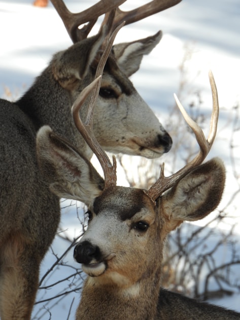 Large mule deer buck standing in Wyoming sage basin with mountain backdrop