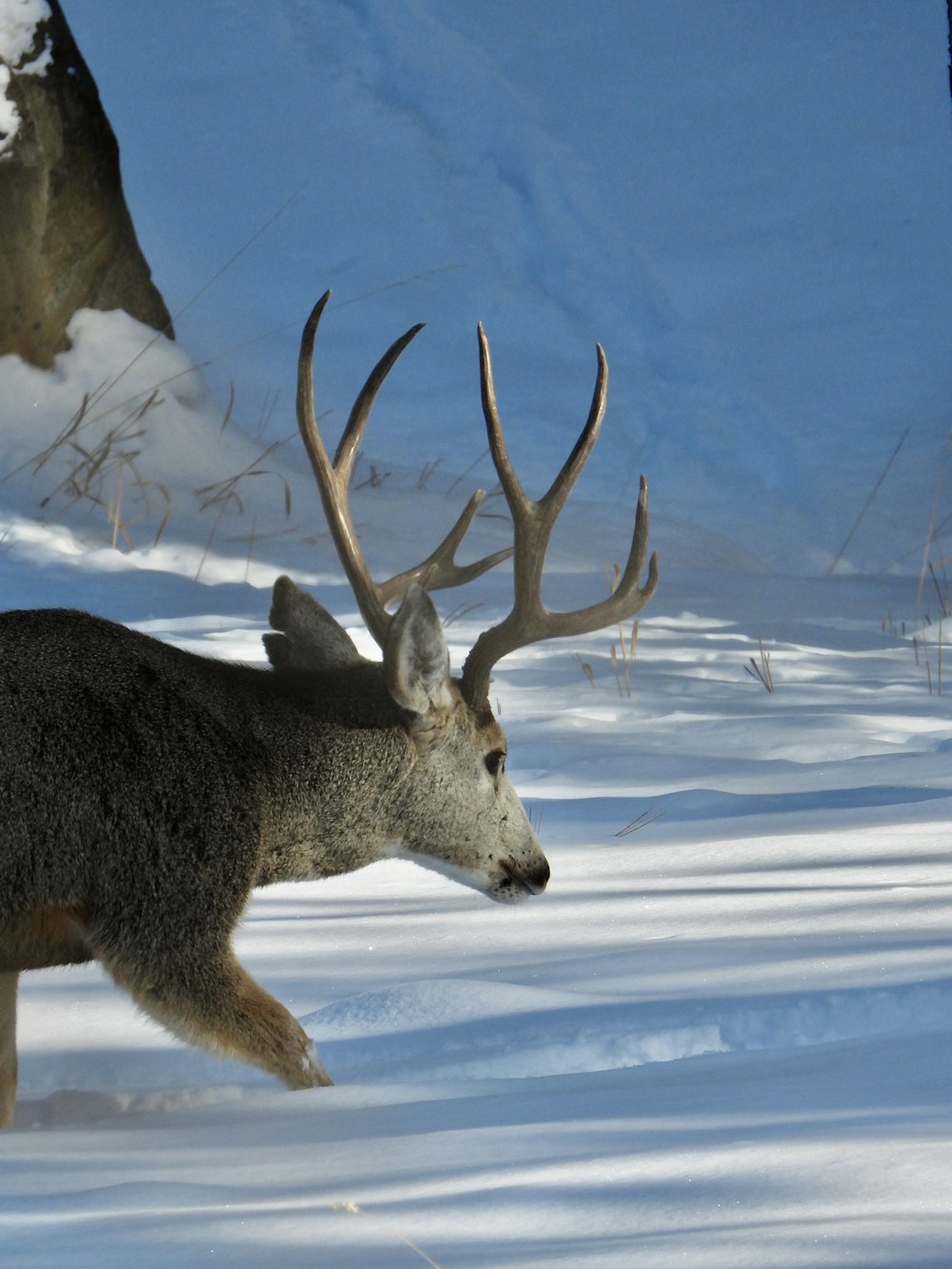 brown deer on snow covered ground during daytime