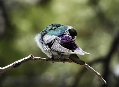 green and white bird on brown tree branch