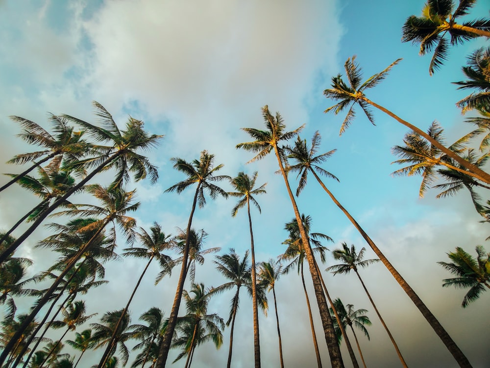 Grüne Kokospalmen unter weißen Wolken tagsüber