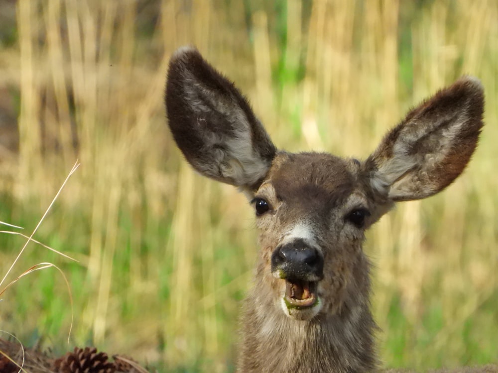 brown deer on brown grass during daytime