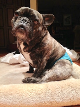 A brindle French Bulldog sits on a soft, beige dog bed looking slightly upward with a contemplative expression. The dog appears to be wearing a blue garment, possibly for protective or decorative purposes. The background includes some unmade bedding and a darkened interior with indistinct furnishings.