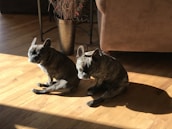 Two French Bulldogs with brindle coats sitting on a wooden floor in a sunlit room, with a tall plant in a bronze pot and part of a brown sofa visible in the background. The sunlight casts distinct shadows on the floor, highlighting the texture of the dogs' fur.