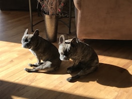 Two French Bulldogs with brindle coats sitting on a wooden floor in a sunlit room, with a tall plant in a bronze pot and part of a brown sofa visible in the background. The sunlight casts distinct shadows on the floor, highlighting the texture of the dogs' fur.