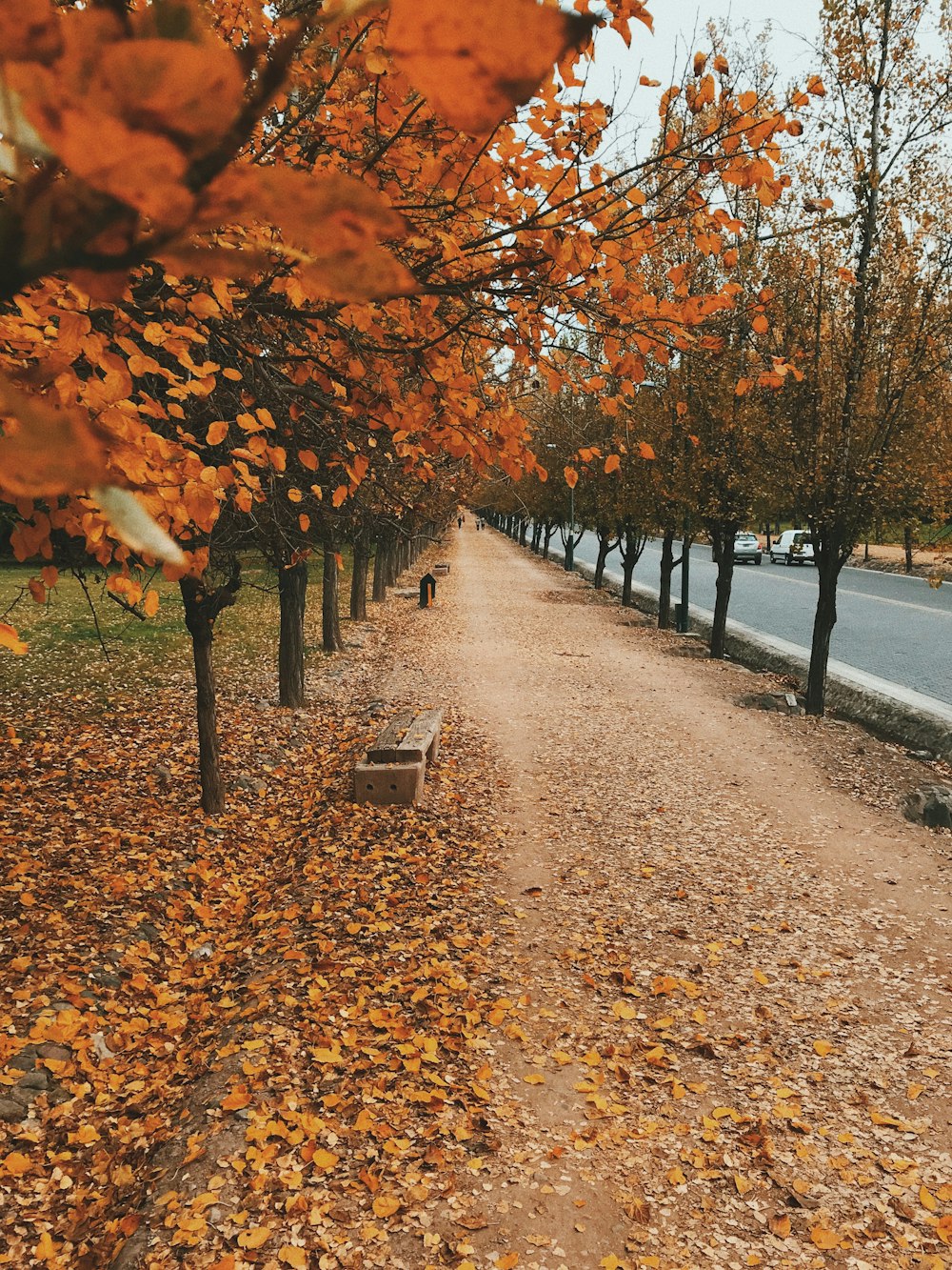 brown leaves on the ground near the bench