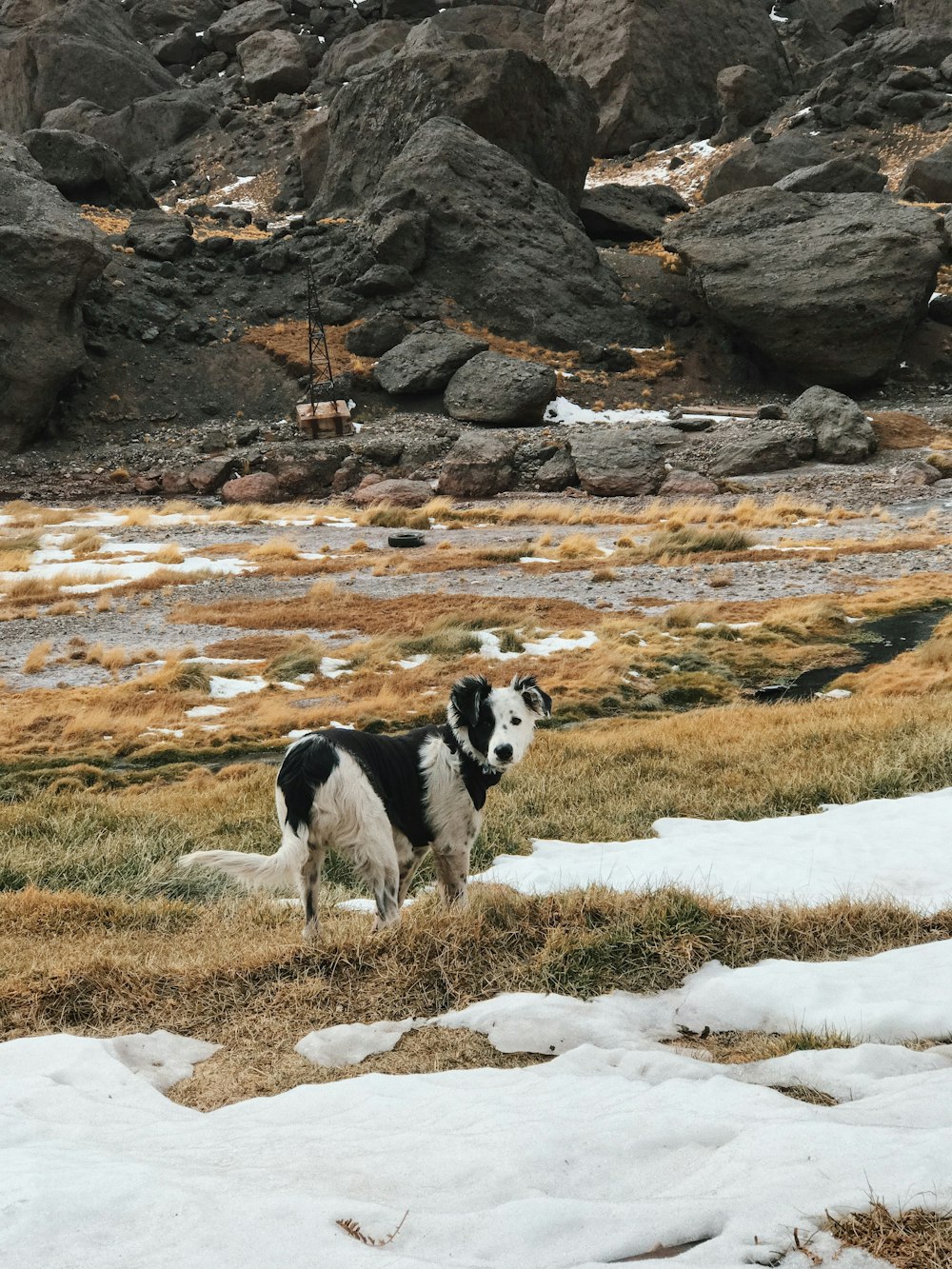 Schwarz-weißer Border Collie läuft tagsüber auf schneebedecktem Feld