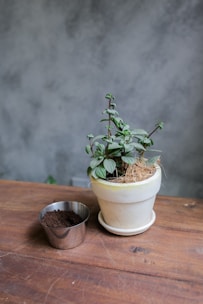 A small green plant with round leaves is placed in a white ceramic pot filled with soil and some straw. The pot rests on a wooden surface next to a small metallic container filled with dark soil or coffee grounds. The background is a textured grey wall, providing a neutral backdrop.