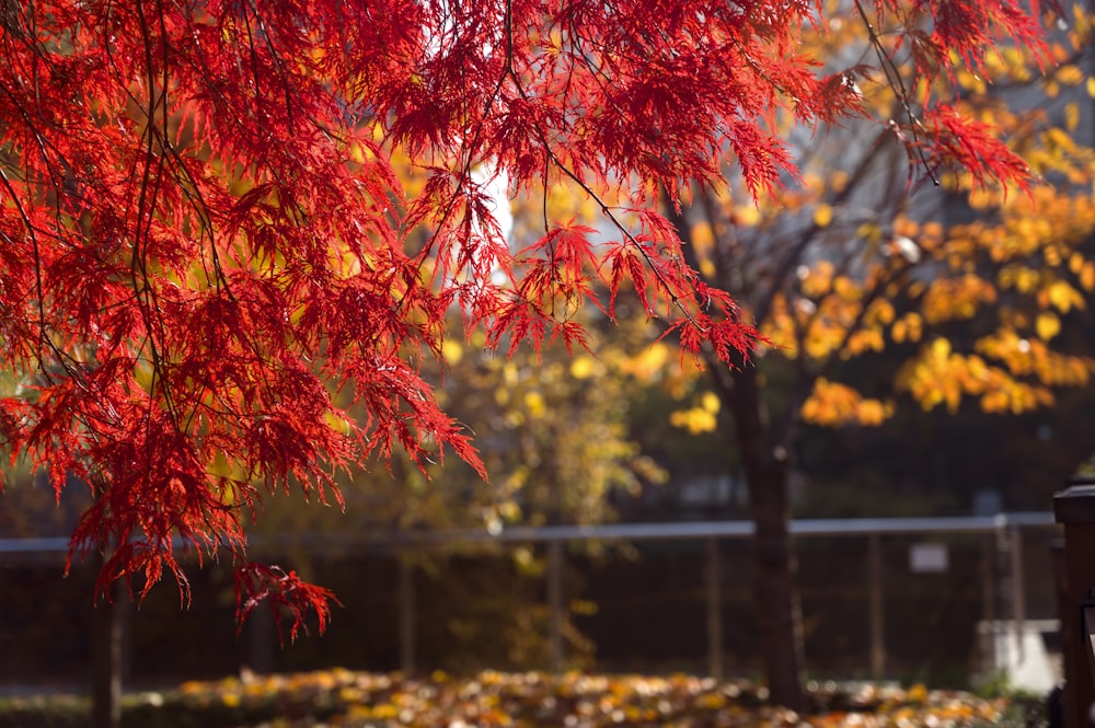 red maple tree during daytime