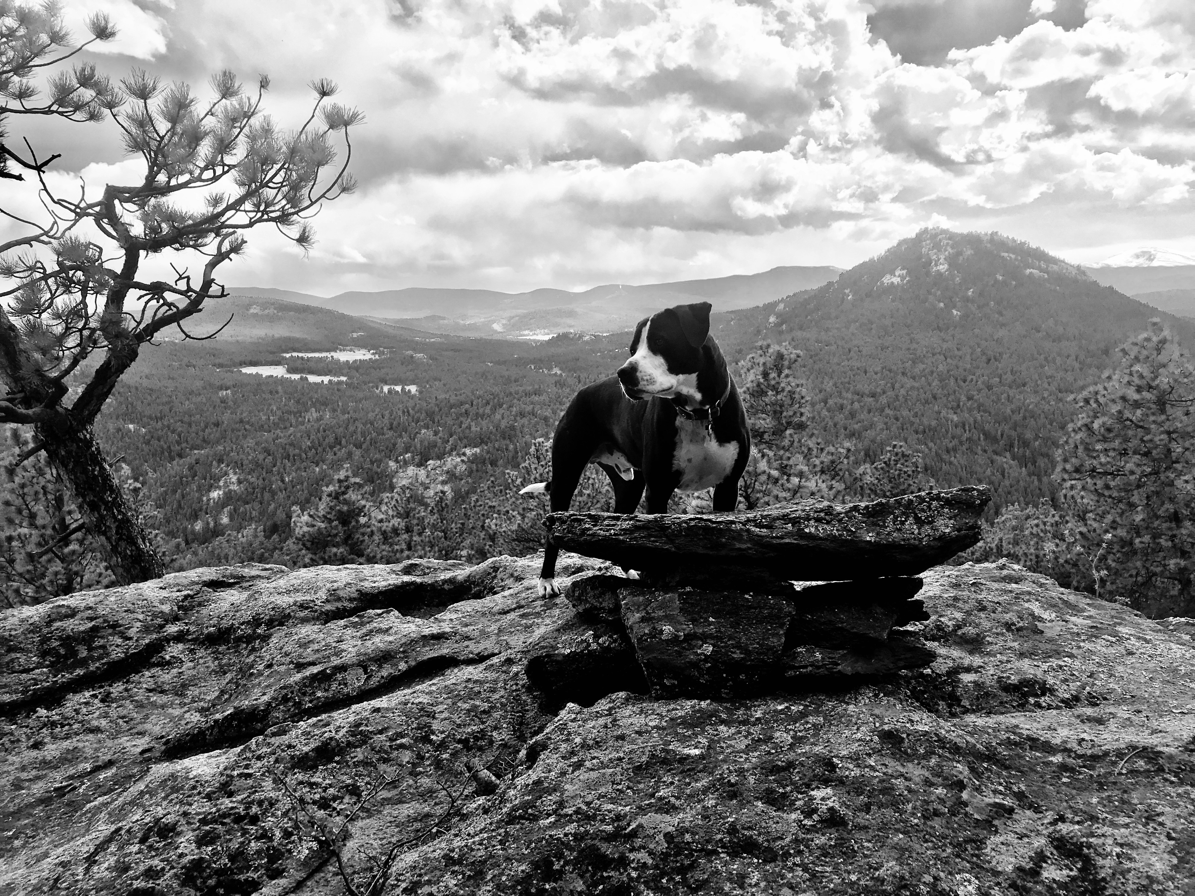 Rescue dog stands tall against Rocky Mountain backdrop.