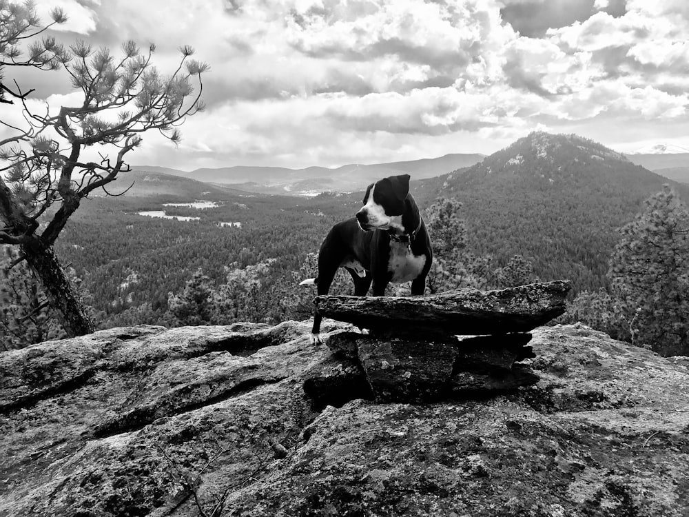 grayscale photo of short coated dog on rock