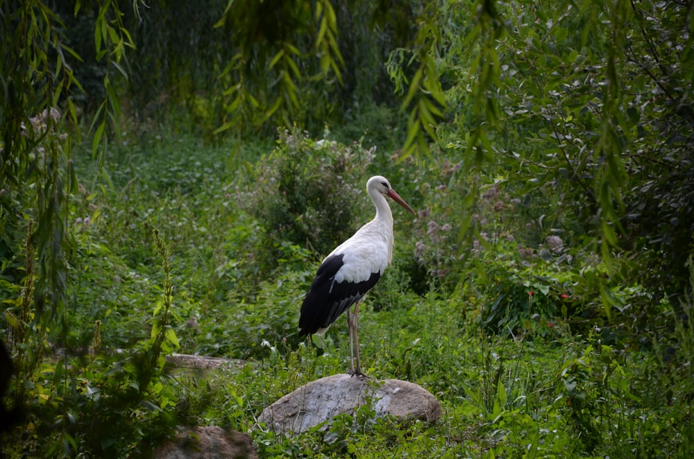 white stork perched on brown wood log during daytime
