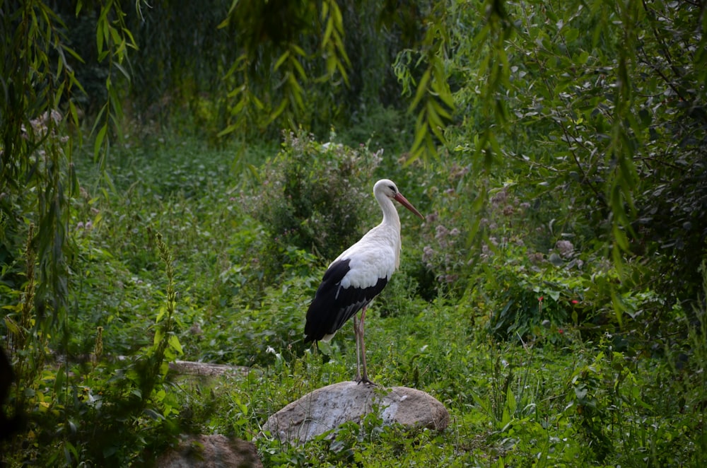 Cigüeña blanca posada en un tronco de madera marrón durante el día