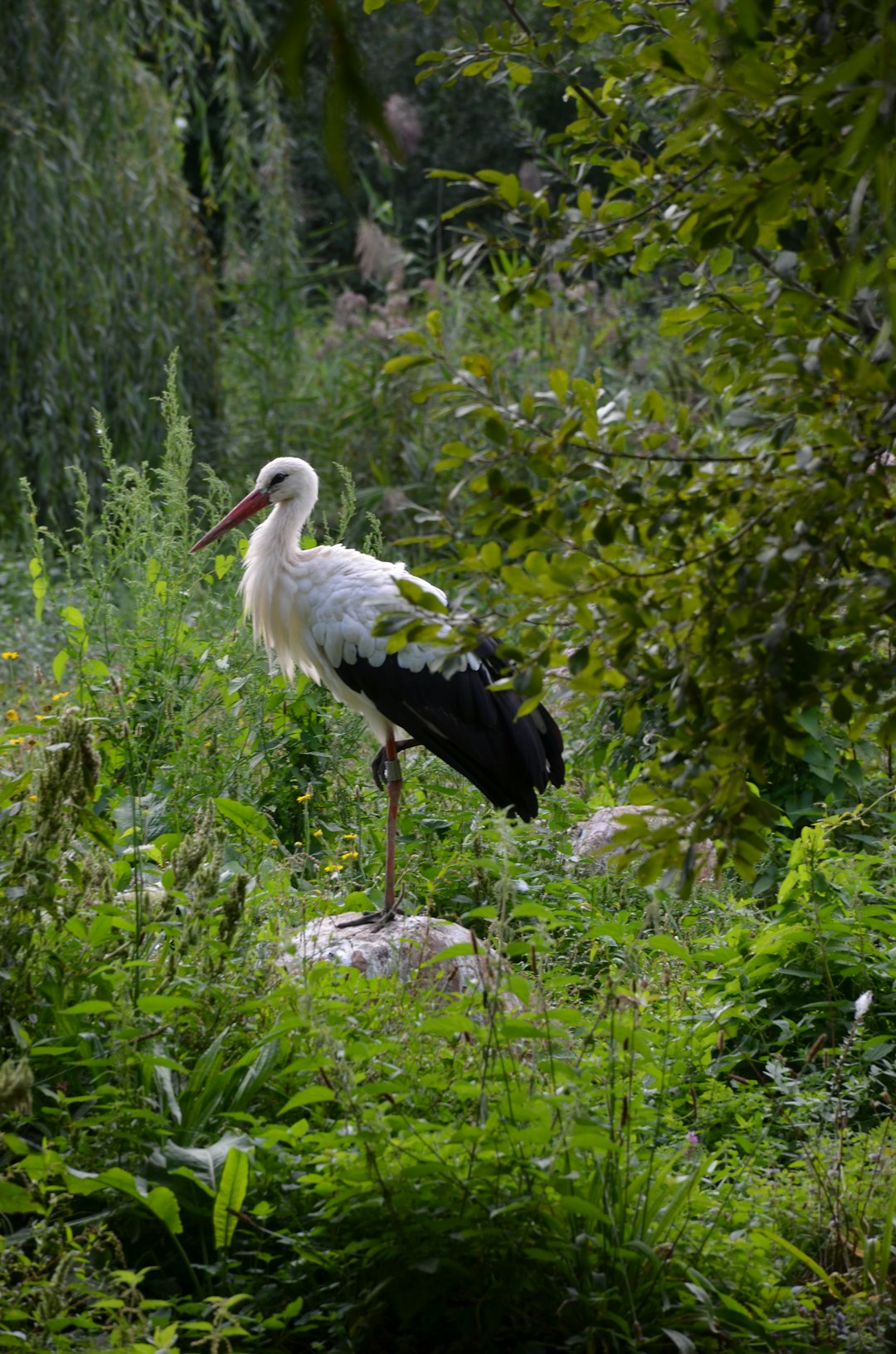  white stork perched on brown tree branch during daytime stork