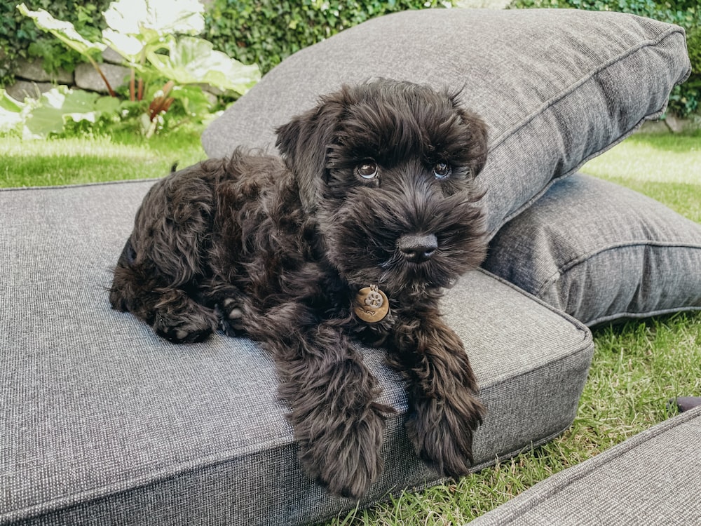 schwarzer langer Mantel kleiner Hund auf grauem Sofa