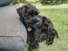 dogAdvisor | dogadvisor | dog advisor |dogAdvisor.dog