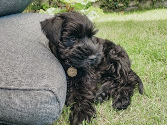 dogAdvisor | dogadvisor | dog advisor |dogAdvisor.dog