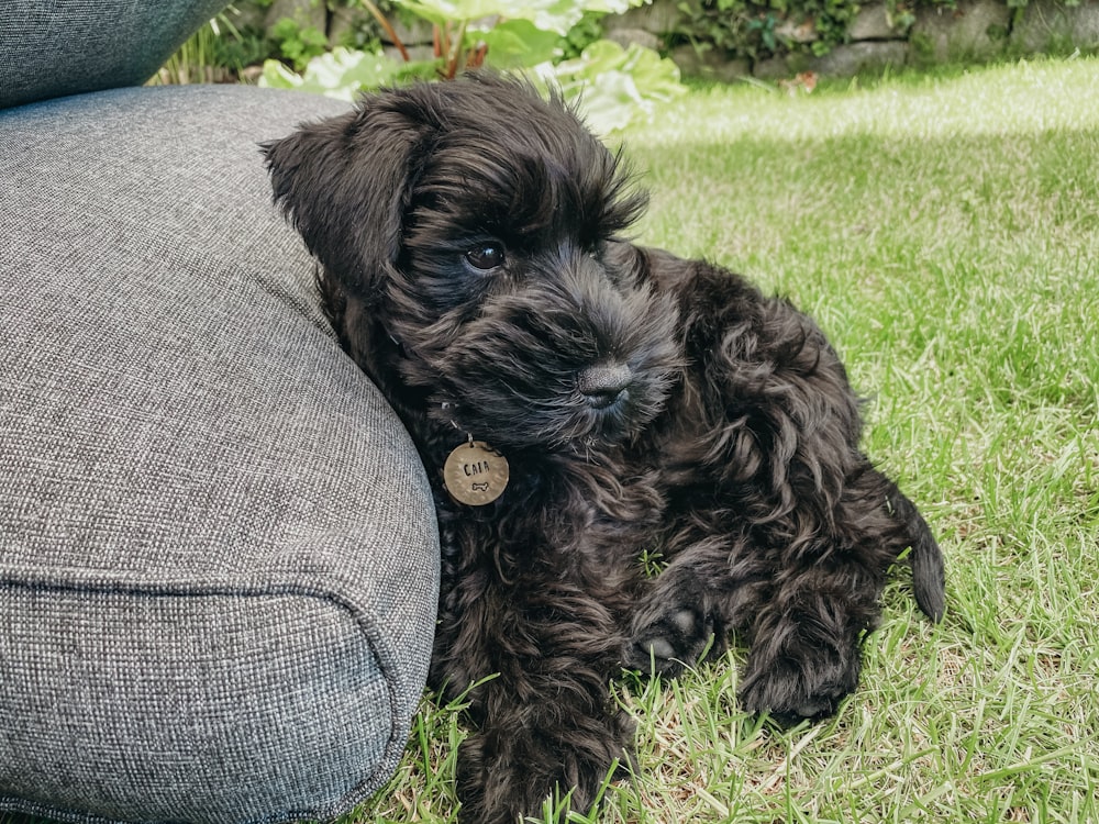 black long coat small dog lying on green grass field during daytime