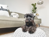 A small black dog sits on a knitted pouf in a modern living room. The room features a green sofa, a cushion with a cityscape design, a braided cushion, a large potted plant, and a metallic lamp.