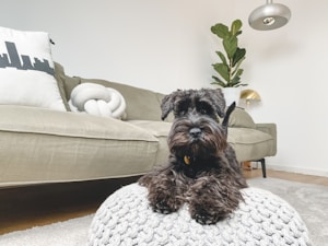 A small black dog sits on a knitted pouf in a modern living room. The room features a green sofa, a cushion with a cityscape design, a braided cushion, a large potted plant, and a metallic lamp.