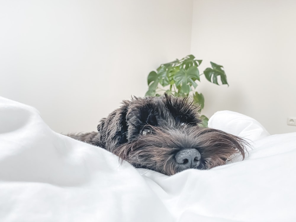 noir et brun à poil long petit chien couché sur un lit blanc