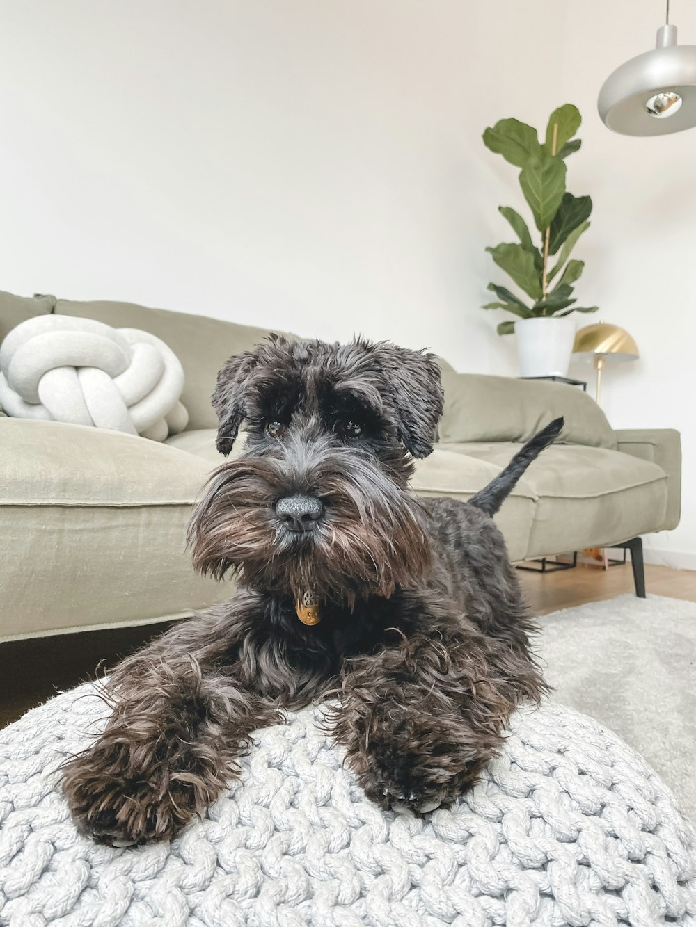 black and gray miniature schnauzer on white couch