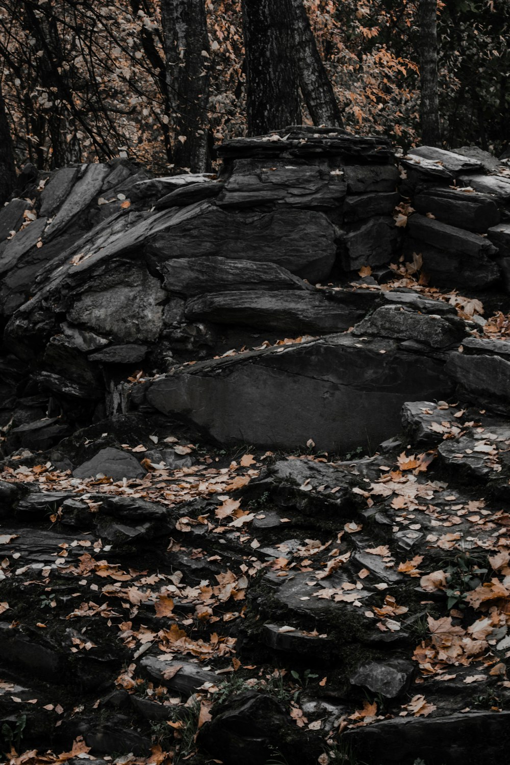 brown dried leaves on ground