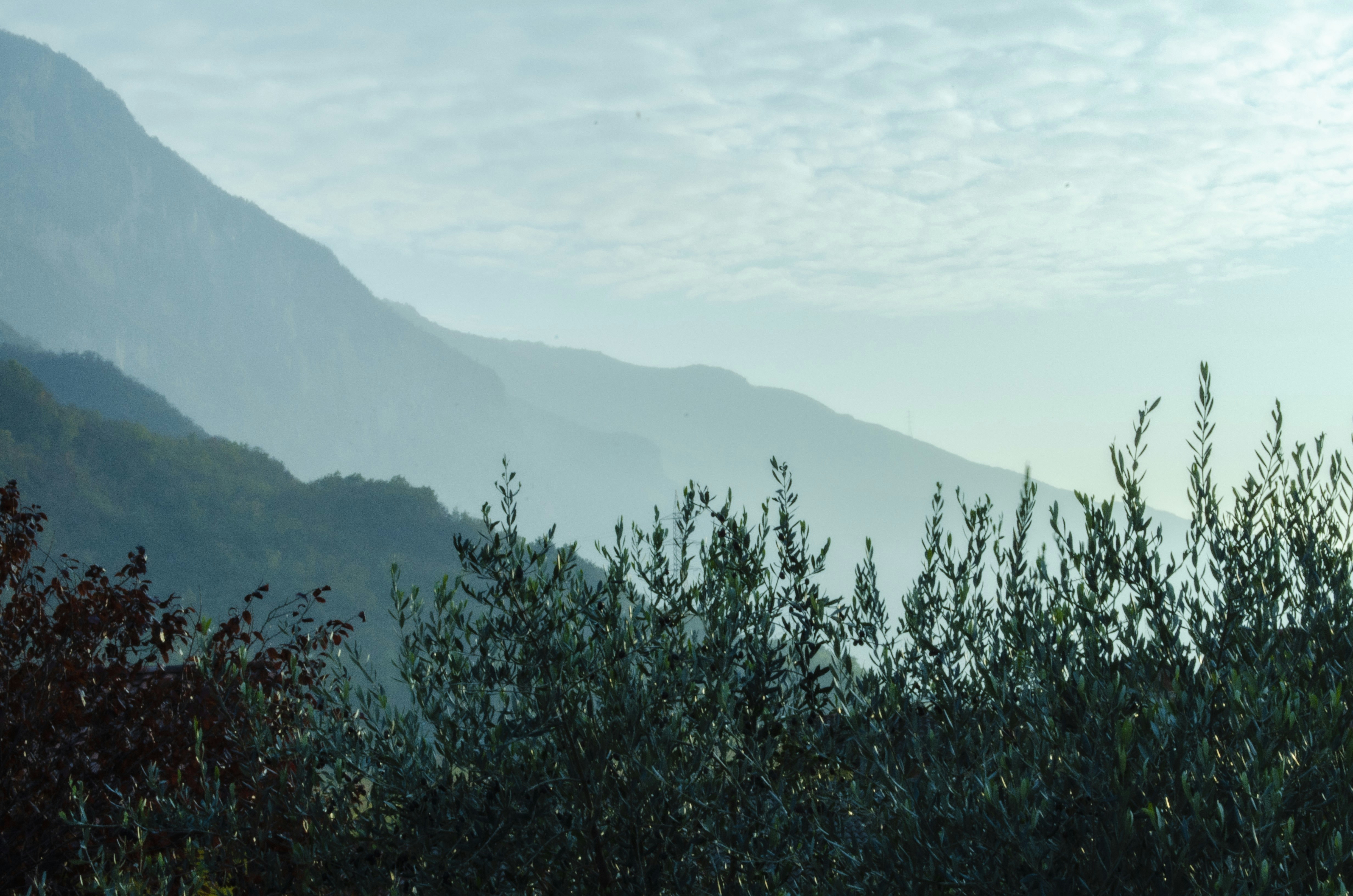 green trees on mountain during daytime