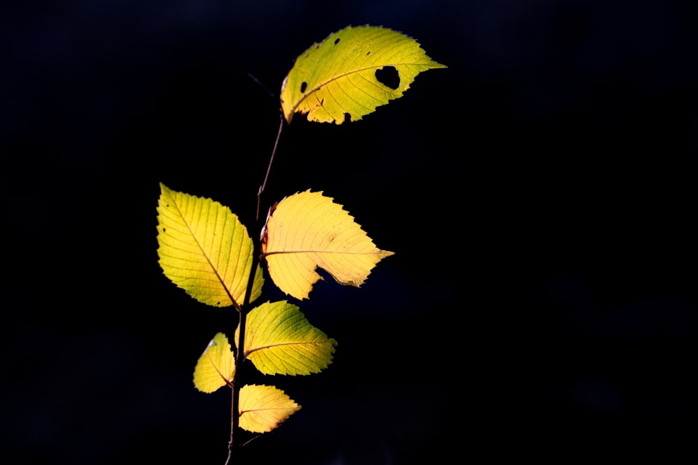 green and yellow leaves in black background