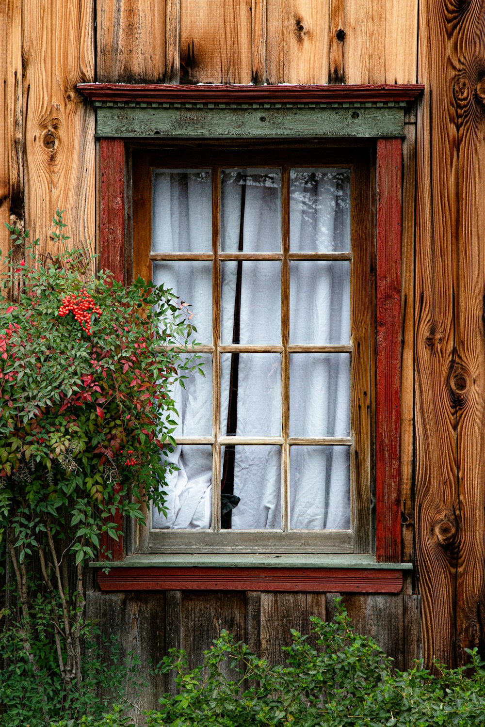 red flowers on window during daytime