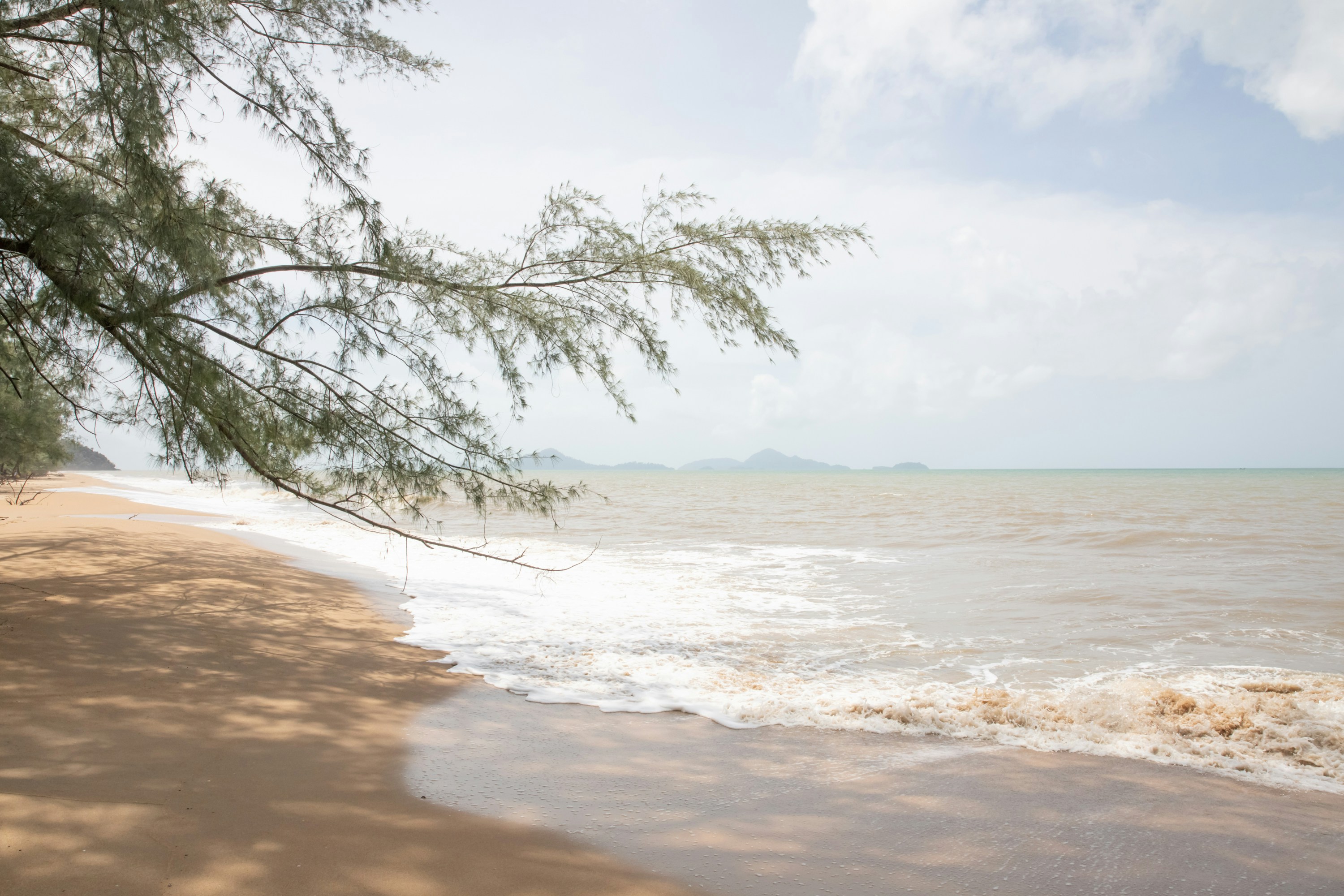 leafless tree on seashore during daytime