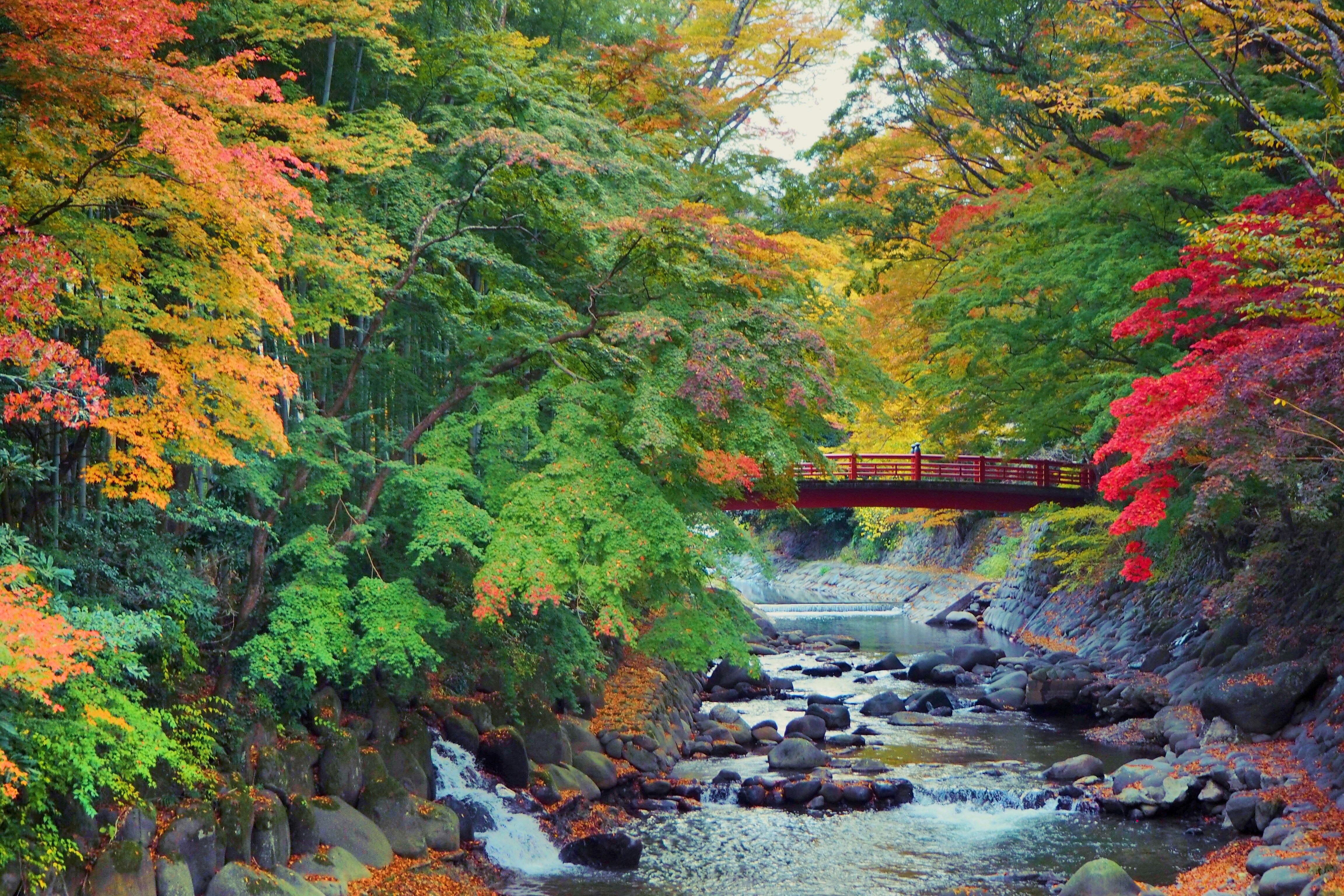 River between trees during daytime photo Free 日本、静岡県伊豆市修善寺 Image on