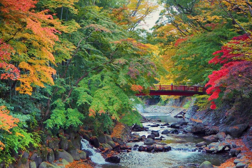 river between trees during daytime