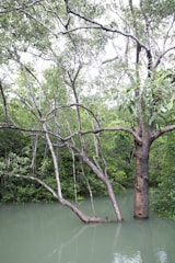 A scene depicting a lush mangrove forest with several trees extending their branches over a body of calm, light green water. The trees have sturdy trunks and are covered with dense green foliage. The overall environment looks serene and untouched by human activity.