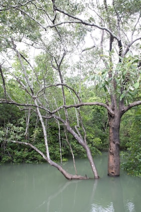 A scene depicting a lush mangrove forest with several trees extending their branches over a body of calm, light green water. The trees have sturdy trunks and are covered with dense green foliage. The overall environment looks serene and untouched by human activity.