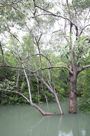 A scene depicting a lush mangrove forest with several trees extending their branches over a body of calm, light green water. The trees have sturdy trunks and are covered with dense green foliage. The overall environment looks serene and untouched by human activity.