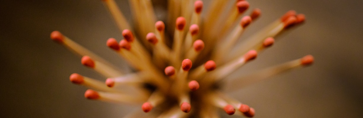 brown stick lot in close up photography