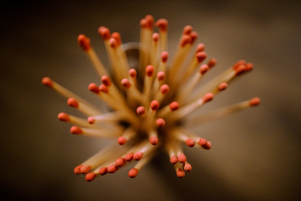 brown stick lot in close up photography