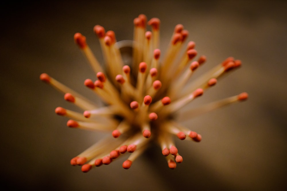 brown stick lot in close up photography