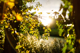 A peaceful outdoor setting with sunlight filtering through trees, symbolizing energy flow.
