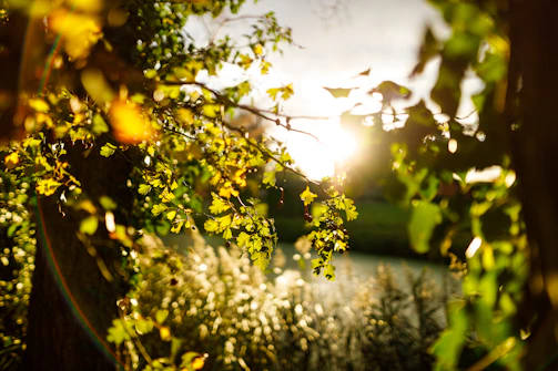 A peaceful outdoor setting with sunlight filtering through trees, symbolizing energy flow.
