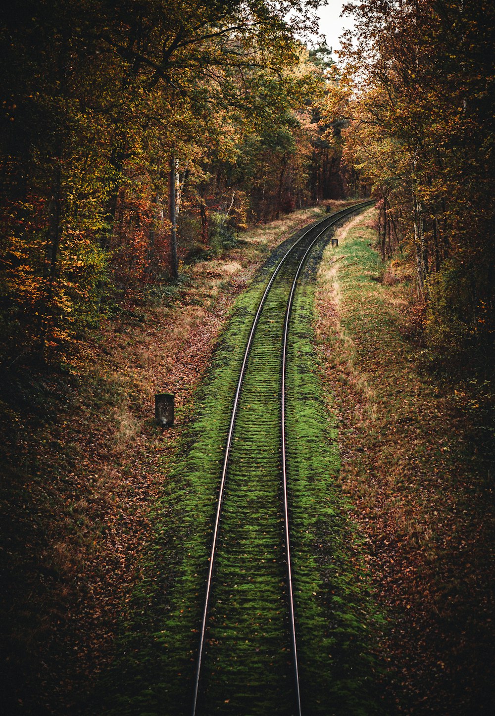 Grüne Bahnschiene im Wald