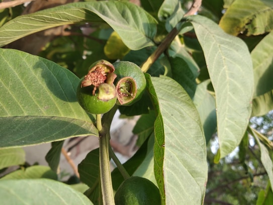 A close-up view of two small, unripe guava fruits attached to a branch surrounded by large, green leaves. The fruits are green, one of which appears partially eaten or damaged, revealing the inner texture. Sunlight falls on the leaves, creating a textured and natural atmosphere.
